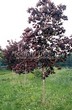 ������� ����������� ����� ������������� ���� ��� (Acer platanoides 'Royal Red') -209