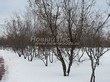 Посадка крупномеров Клена татарского (Acer tataricum) - 203