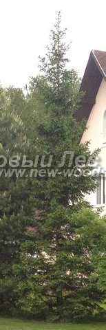 ������� ������ ��� ������������ ����� ����: ����� ���������, ���������� �������