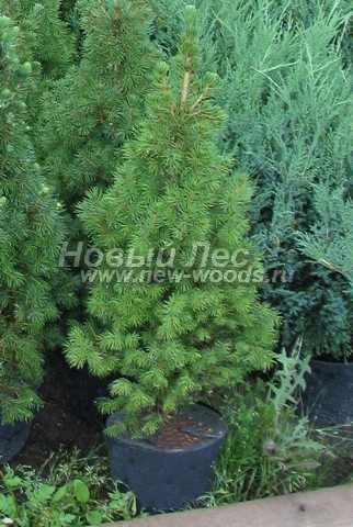������� ������ ��� ����� ������ (��� ��������� ������, Picea glauca 'Conica') - ���� 301 - ������ ��� ��������� ������ � ���������� ������� �������� ������� �� �������� �������� � ���������� ������� (�����, ���)