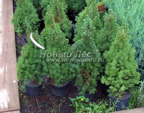 ������� ������ ��� ����� ������ (��� ��������� ������, Picea glauca 'Conica') - ���� 302 - ������� �������� - ��� ����� ������ (Picea glauca 'Conica') - ����� �������� ����� ���������� ������������ �������������� �����
