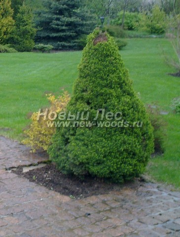 ������� ������ ��� ����� ������ (��� ��������� ������, Picea glauca 'Conica') - ���� 303 - � ��������� ����� ������ ��� ������ ��� ������� ����� ��������� �������� ���������� ����� � �� ����� �������� ������