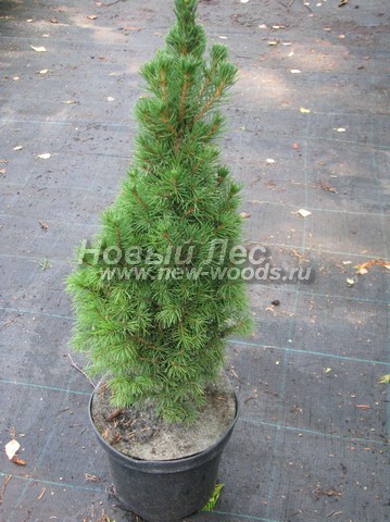 ������� ������ ��� ����� ������ (��� ��������� ������, Picea glauca 'Conica') - ���� 304 - ���������� ������ ��� ��������� ������ � ������������ ���������� �� �������� �������� � ����������� (�����)