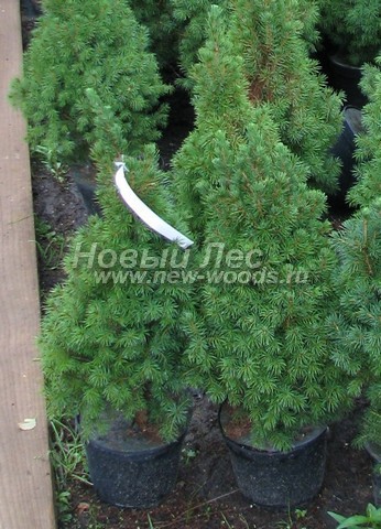 ������� ������ ��� ����� ������ (��� ��������� ������, Picea glauca 'Conica') - ���� 305 - ������������ ������� ������� ��� ����� ������, �������������� ��� ������� � �������-������ �����