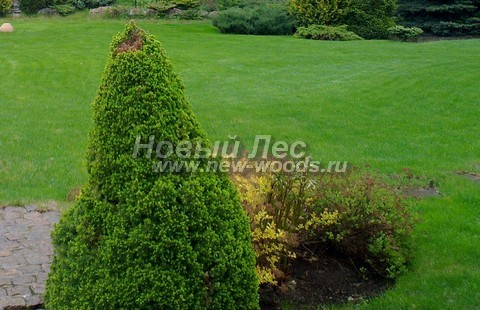 ������� ������ ��� ����� ������ (��� ��������� ������, Picea glauca 'Conica') - ���� 306 - �� ��������� ����� ������ ��������� ���������� ����, ����� ����� ������ �� ������ ���� ������������ ���