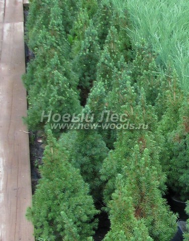 ������� ������ ��� ����� ������ (��� ��������� ������, Picea glauca 'Conica') - ���� 307 - ������������ ��� ��������� ����� ������ �� ����������� �������� � ��������� � �������� ������� (�����-����)