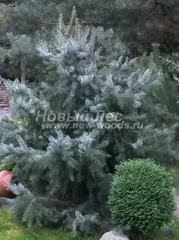 ������� ������ ��� �������� (Picea omorika) - ���� 301 - ��� �������� � ������������ ���������� � ������� �������� ����������