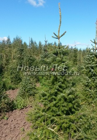 ������� ������ ��� �������� (Picea omorika) - ���� 302 - ������� �������� ��� � ��������� (�����, ��������)