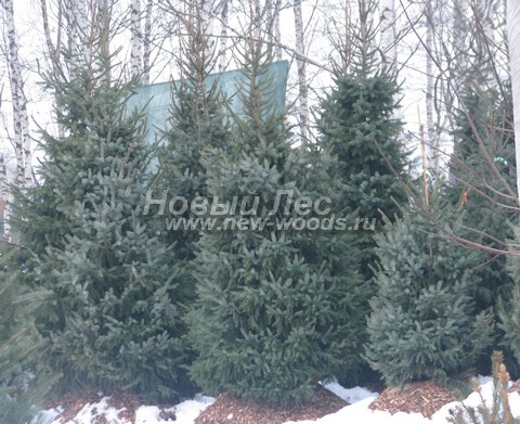 ������� ������ ��� �������� (Picea omorika) - ���� 303 - ������� ��� �������� 3 - 4 ����� �� �������� ��������, �������������� ��� ������� (����, �������)