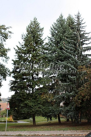 ������� ������ ��� �������� (Picea omorika) - ���� 304 - ������� ��� ��������