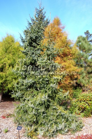 ������� ������ ��� �������� (Picea omorika) - ���� 305 - ������� ������ ��� ��������