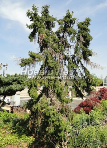������� ������ ��� �������� (Picea omorika) - ���� 306 - ��� ��������