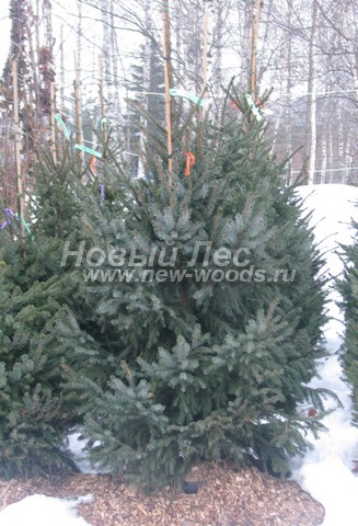 ������� ������ ��� �������� (Picea omorika) - ���� 307 - ������� ��� �������� 1,5 - 2 ����� ��������� ��� ������� �������� ������ (����, ������)