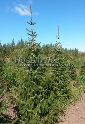 ������� ������ ��� �������� (Picea omorika) - ���� 308 - ������� ������� ��� �������� ������� 2 - 2,5 ����� � ��������� (����, ������)