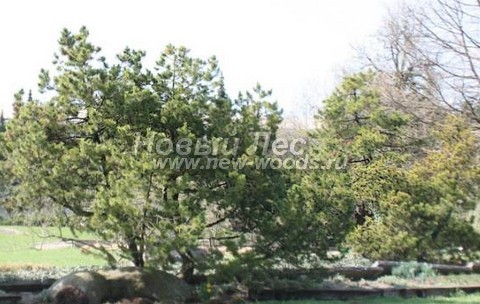 Хвойное дерево Сосна горная (Pinus mugo) - Фото 306 - Взрослое дерево сосны горной в городском парке