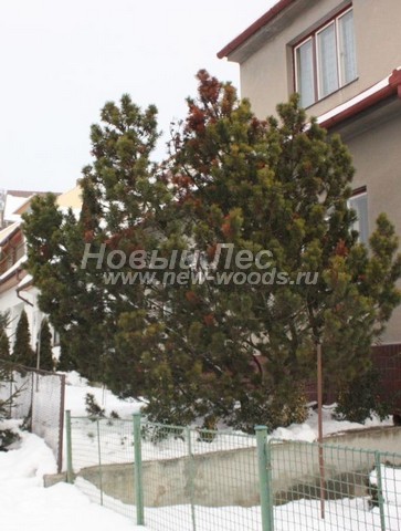 Хвойное дерево Сосна горная (Pinus mugo) - Фото 307 - Хвойное дерево Сосна горная на участке возле частного дома