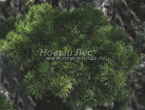 Хвойное дерево Сосна горная (Pinus mugo) - Фото 308 - Сосна горная имеет меньшие размеры по сравнению с прочими соснами, используемыми в озеленении