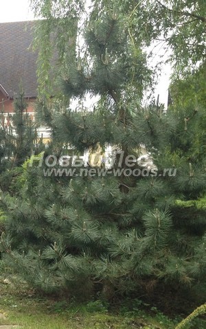 ������� ������ ����� ������ (�����������) (Pinus nigra) - ���� 301 - ������� ������ ����� ������ �����������, ���������� � ������� ������������ ������� (������ 5 ������, ���������� �������)