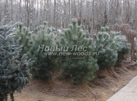 ������� ������ ����� ������ (�����������) (Pinus nigra) - ���� 302 - ������� ����� ������ (Pinus nigra) �� �������� �������� (���������� �������, ������, �����)