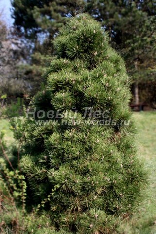 ������� ������ ����� ������ (�����������) (Pinus nigra) - ���� 303 - ������� ������ ����� ������ ����������� 