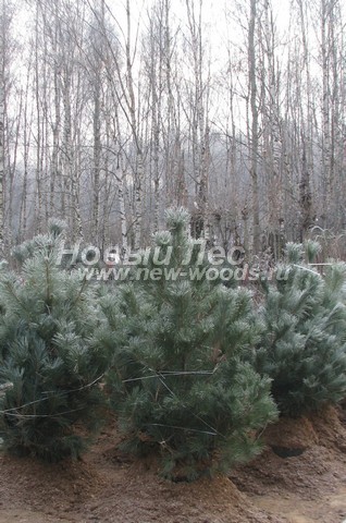 ������� ������ ����� ������ (�����������) (Pinus nigra) - ���� 304 - ������ ����� ������, �������������� � ������ ������� � ����������� ������ (�����������, ����, �������)