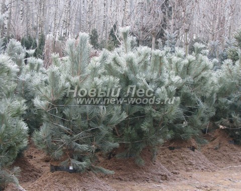 ������� ������ ����� ������ (�����������) (Pinus nigra) - ���� 305 - ������� ������� ���� ����� ������, ������ ����� ������� ������ (���������� �������)