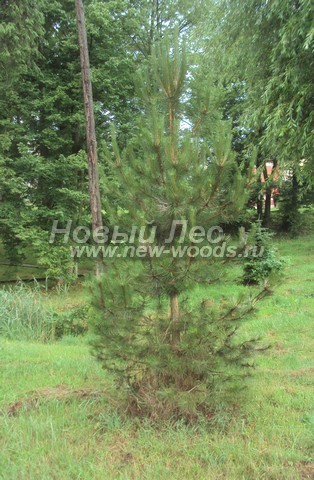 ������� ������ ����� ������ (�����������) (Pinus nigra) - ���� 306 - ������� �������� ����� ������ �����������