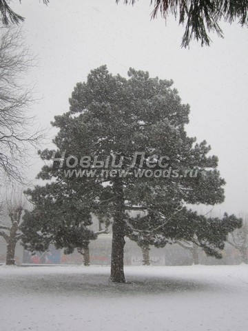 ������� ������ ����� ������ (�����������) (Pinus nigra) - ���� 307 - �������� ������ ����� ������ ����������� ����� (�������, ����)