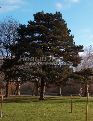 ������� ������ ����� ������ (�����������) (Pinus nigra) - ���� 308 - �������� ������ ����� ������ � �������� ������� (������, �����)