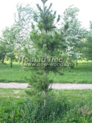 ������� ������ ����� ��������� �������� (���� ���������) (Pinus sibirica) - ���� 301 - ������ ����� ��������� ��������, ���������� � ��������� ����� ��� ���������� ���������� (������ 3 �����, ������)
