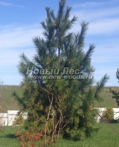 ������� ������ ����� ��������� �������� (���� ���������) (Pinus sibirica) - ���� 302 - ��������� ���� (Pinus sibirica) - ������������ ������ ������� 4 ����� - ������� �� ������� ����� ����������� ���� (���������� �������)