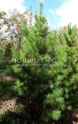 ������� ������ ����� ��������� �������� (���� ���������) (Pinus sibirica) - ���� 303 - ����� ��������� �������� (��������� ����) - ��������, ����������� �� ���������� ��������� � ���� ����������� (�������� �������)