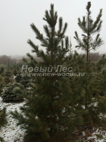 ������� ������ ����� ��������� �������� (���� ���������) (Pinus sibirica) - ���� 304 - ����� ��������� - ������ ������ ����� ���� ����������� �������������� ��� � ���������� ��� ������ ������������ �������
