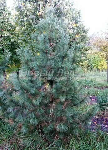 ������� ������ ����� ��������� �������� (���� ���������) (Pinus sibirica) - ���� 306 - ��������� ���� (��� � ����� ������� ������) ������������ ���������� ����� ����, ���������� � ���������� �������� �� �������� �������