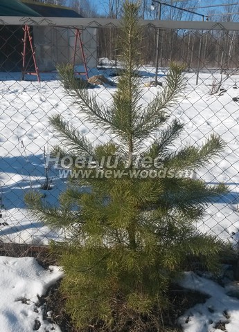 ������� ������ ����� ������������ (Pinus sylvestris) - ���� 301 - ������� ������� ������ ����� ������������ (Pinus sylvestris) ������� 1 � 20 �� (������ �����, �������� �������, ����������� �����)