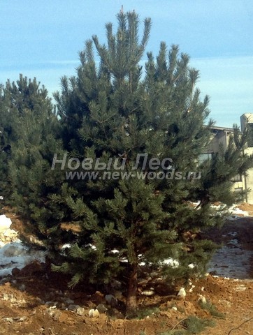������� ������ ����� ������������ (Pinus sylvestris) - ���� 302 - ������� ������������ ������� ����� ������������, ���������� �� ������� � ������ ���������� (���������� �������, ��������� �����)