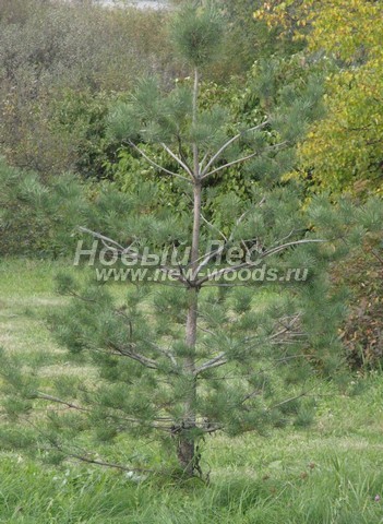 ������� ������ ����� ������������ (Pinus sylvestris) - ���� 303 - ���������� ������ ����� ������������ (��������� ����, ������ 2,5 �����)