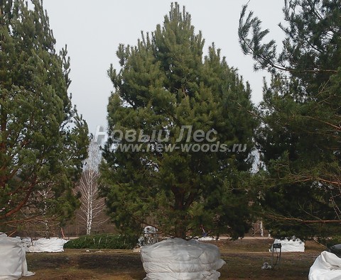 ������� ������ ����� ������������ (Pinus sylvestris) - ���� 304 - ���������� ����� ������������, �������������� � ������� �� �������� ��������� (�������� �������)