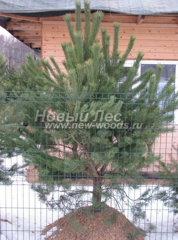 ������� ������ ����� ������������ (Pinus sylvestris) - ���� 305 - ����� ������������ - ������� ������, ������������ �� ������� � ������-����������� ������ (���������� �������, ����������� �����, 2,5 �����)