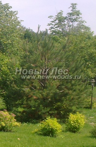 ������� ������ ����� ������������ (Pinus sylvestris) - ���� 306 - ������ �����, ���������� �� ������� � ������ ������������ ������� �� ���������� ���������� (��������� �����, �������� �������, ������ 3 �����)
