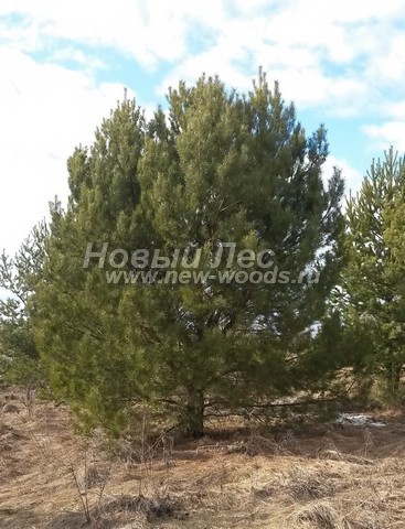 ������� ������ ����� ������������ (Pinus sylvestris) - ���� 307 - ������������ ������, ���������� � ��������� ��� ������� � ������� ��������������� ������� � ���������� ������ ���������� ������� (����� ������������, 6 �)