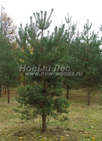 ������� ������ ����� ������������ (Pinus sylvestris) - ���� 309 - ������� � ��������� ��������: ����� ������������, ������ �� 3 �� 5 ������ (������� ���������, ������ ����� ������� ������)