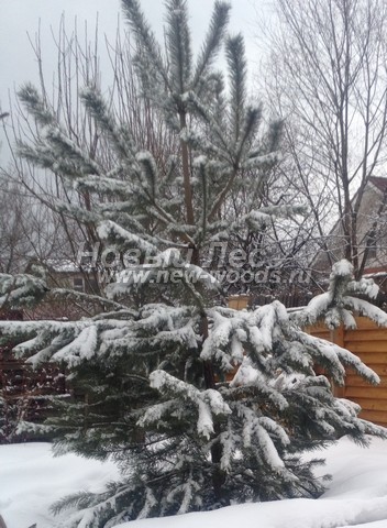 ������� ������ ����� ������������ (Pinus sylvestris) - ���� 310 - ����� ������������ ������ ������ � ���� ����� ������� ������� � ������ �� ����� (����� ������, ���������� �������, ������ 4 �����)