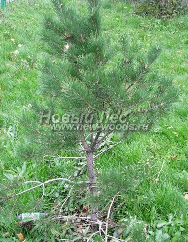������� ������ ����� ������������ (Pinus sylvestris) - ���� 312 - ����� ������������ - ������, ���������� � ����� �� ��������� ������� ������������� ������ ���������� ������� (������ 90 ��)