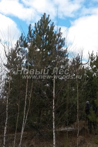 ������� ������ ����� ������������ (Pinus sylvestris) - ���� 313 - ��������� �����, ������� ��� ������� ��� ������� ����� ����������� ���� � ����������� ������ ��������� ������� (������ 6,5 ������)