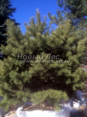 ������� ������ ����� ������������ (Pinus sylvestris) - ���� 315 - ������ ������� ������ ����� ������������ ������������ ��� �������� � ������� � ��������� ������ ��������� ������� (������ 2 �����, ����)