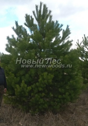 ������� ������ ����� ������������ (Pinus sylvestris) - ���� 316 - ������� ��������� ����� (������ 4 �����) ������� ��� ������� ������������ ������� � ��������� ������ ��������� �������