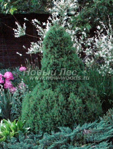 ������� �������� ��� ����� ������ (��� ��������� ������, Picea glauca 'Conica') - ���� 401 - ������� ������ ��� ����� ������ (Picea glauca 'Conica') �������� ����� ������������ ��������� ����� ����������� ����������