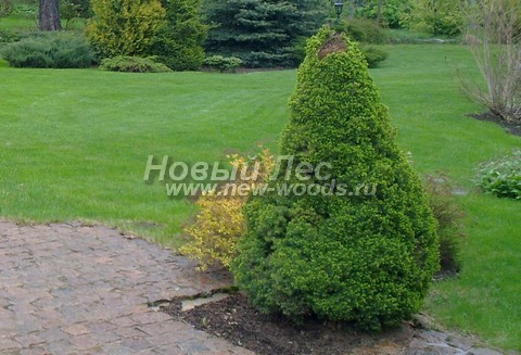 ������� �������� ��� ����� ������ (��� ��������� ������, Picea glauca 'Conica') - ���� 402 - ��� ��������� ������ - ���� �� ����� ���������� ������� �������� ��� ������� �� �������� ��� �������� ��������� ����