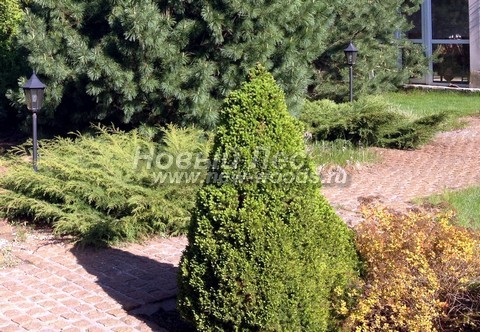 ������� �������� ��� ����� ������ (��� ��������� ������, Picea glauca 'Conica') - ���� 403 - ������� ��� ������ ��������� �������� ����� ����������� ������ � ������ ���������� ������������ �������